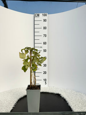 Pot de 2L/3L