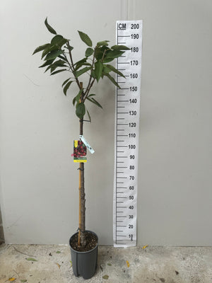 Pot de 7.5L/10L Demi-Tige