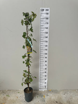Pot de 5L