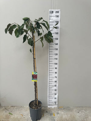 Pot de 7.5L/10L Demi-Tige