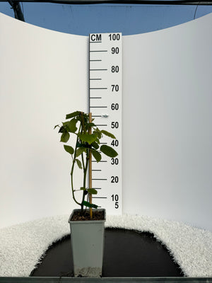 Pot de 2L/3L