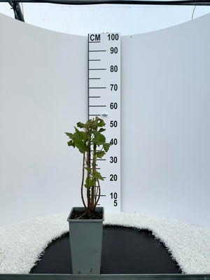 Pot de 2L/3L