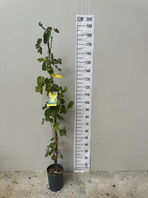Pot de 5L