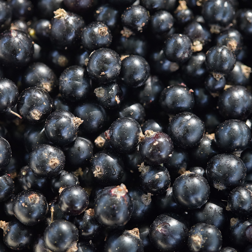 Récolte abondante de cassis Andega fraîchement cueillis