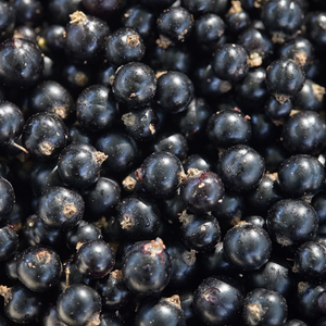 Récolte abondante de cassis Andega fraîchement cueillis