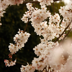Cerisier Bigarreau Moreau en pleine floraison au printemps