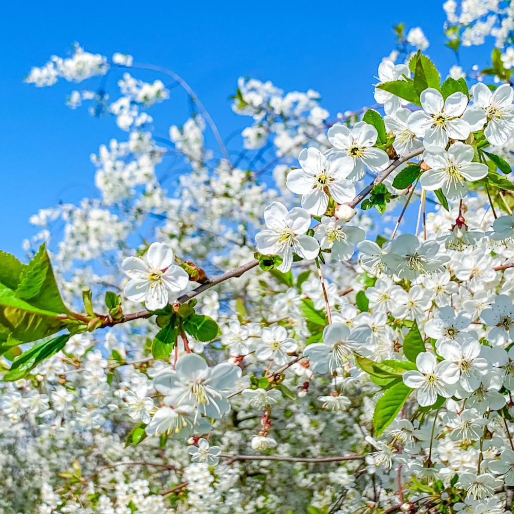Cerisier Kordia en pleine floraison printanière