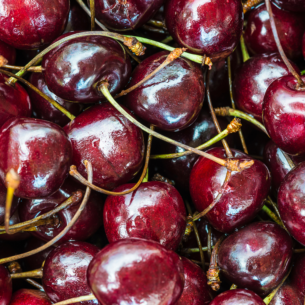 Récolte abondante de délicieuses cerises Bigarreau Burlat fraîches
