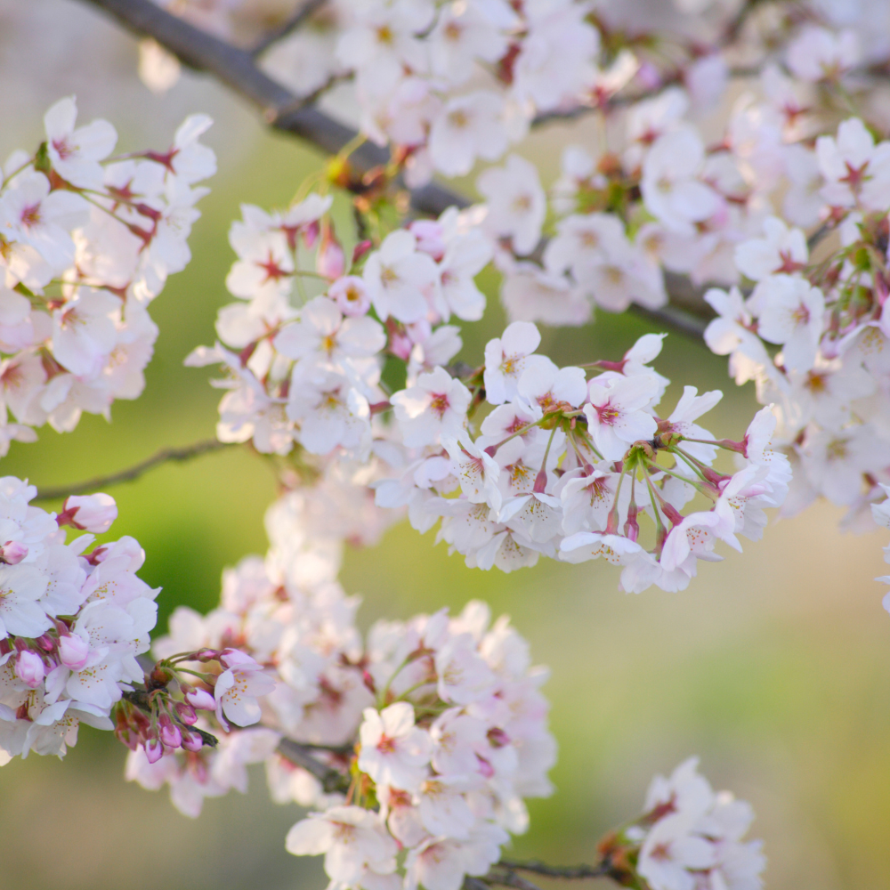 Cerisier Bigarreau Burlat en pleine floraison au printemps
