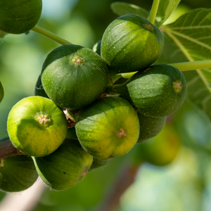 Figues Dottato mûres sur un figuier dans un verger ensoleillé en Italie