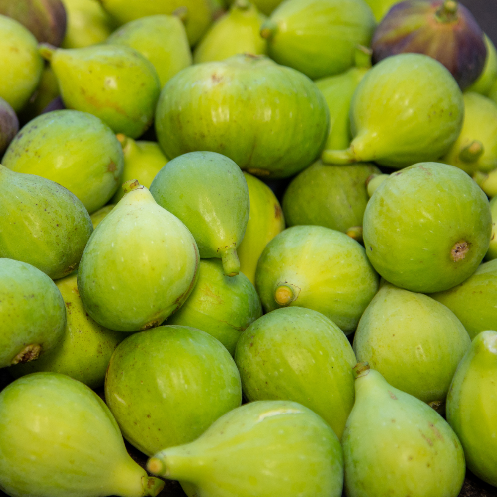 Récolte généreuse de figues Dottato italienne fraîchement cueillies