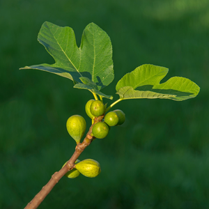 Feuillage luxuriant et vert éclatant du figuier Dottato dans un verger italien ensoleillé