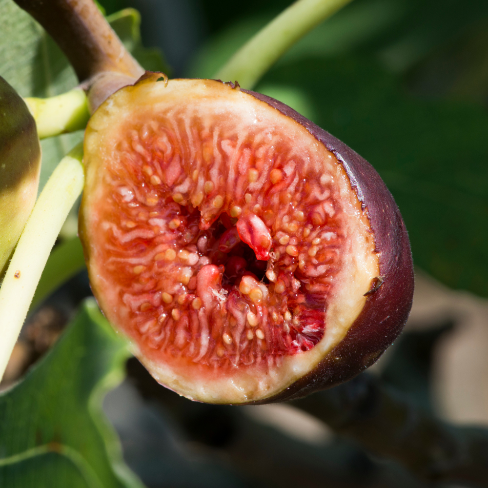 Chair sucrée et juteuse des figues Violette de Solliès à maturité