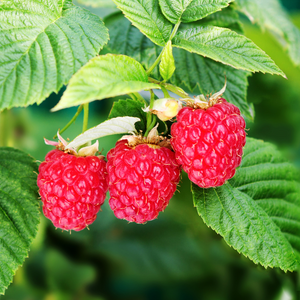 Framboises Heritage bien mûres sur un arbuste dans un verger ensoleillé