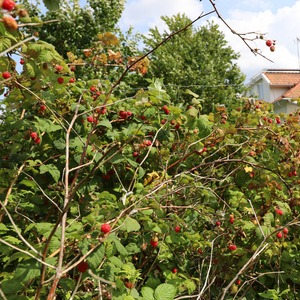Splendide framboisier Heritage dans un jardin verdoyant et bien entretenu