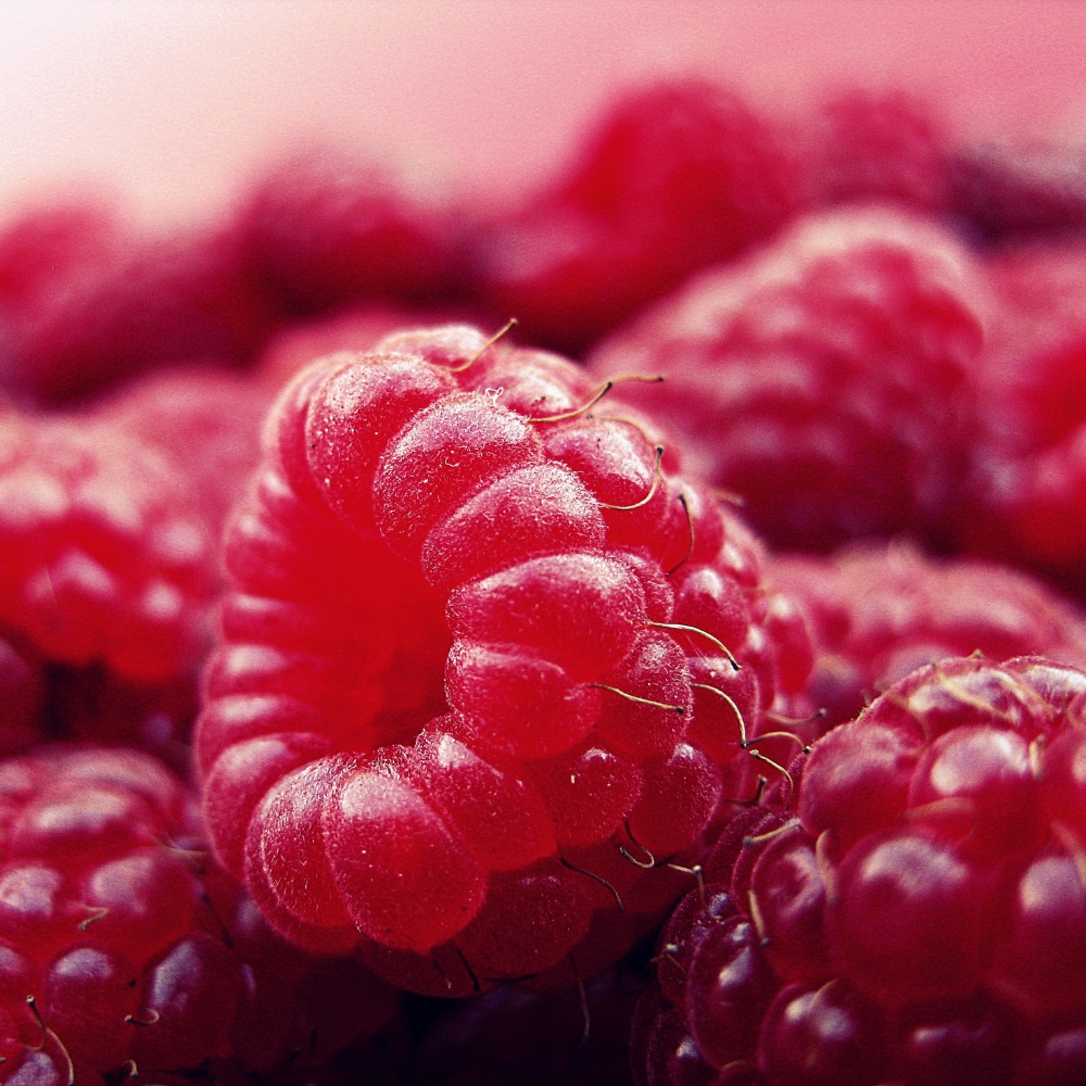Récolte abondante de framboises Heritage fraîchement cueillies