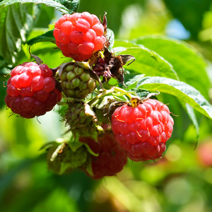Framboises Malling Promise bien mûres, rouges et juteuses, prêtes à être cueillies dans un jardin ensoleillé, offrant une saveur douce et légèrement acidulée.
