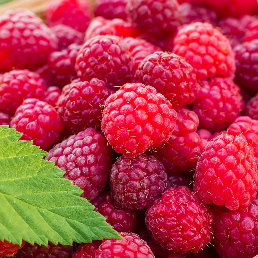 Récolte généreuse de framboises Malling Promise, idéales pour des desserts, confitures et tartes gourmandes.
