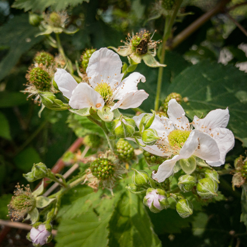 Framboisier Malling Promise en pleine floraison printanière, annonçant une récolte de fruits rouges riches en arômes.
