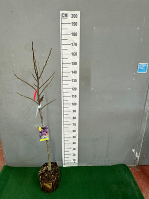 Pot de 12L/15L Demi-Tige
