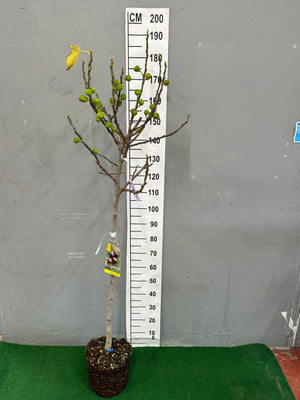 Pot de 12L/15L Demi-Tige