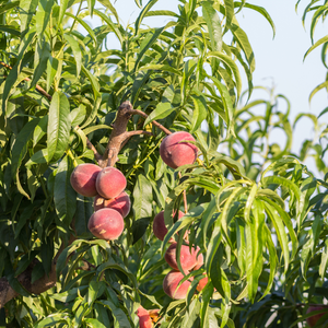 Pêcher Grosse Mignonne planté dans un sol bien drainé, produisant des fruits sucrés et parfumés.
