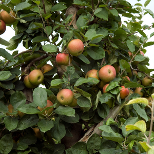 Pommier Fuji planté dans un sol fertile, produisant des fruits sucrés et croquants, parfaits pour une consommation fraîche.
