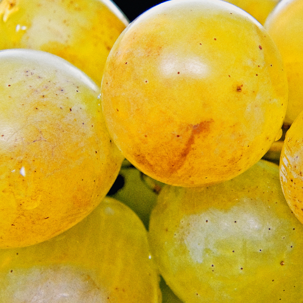 Récolte généreuse de raisins Chasselas Doré, idéaux pour des collations saines, des desserts ou la production de vin blanc.
