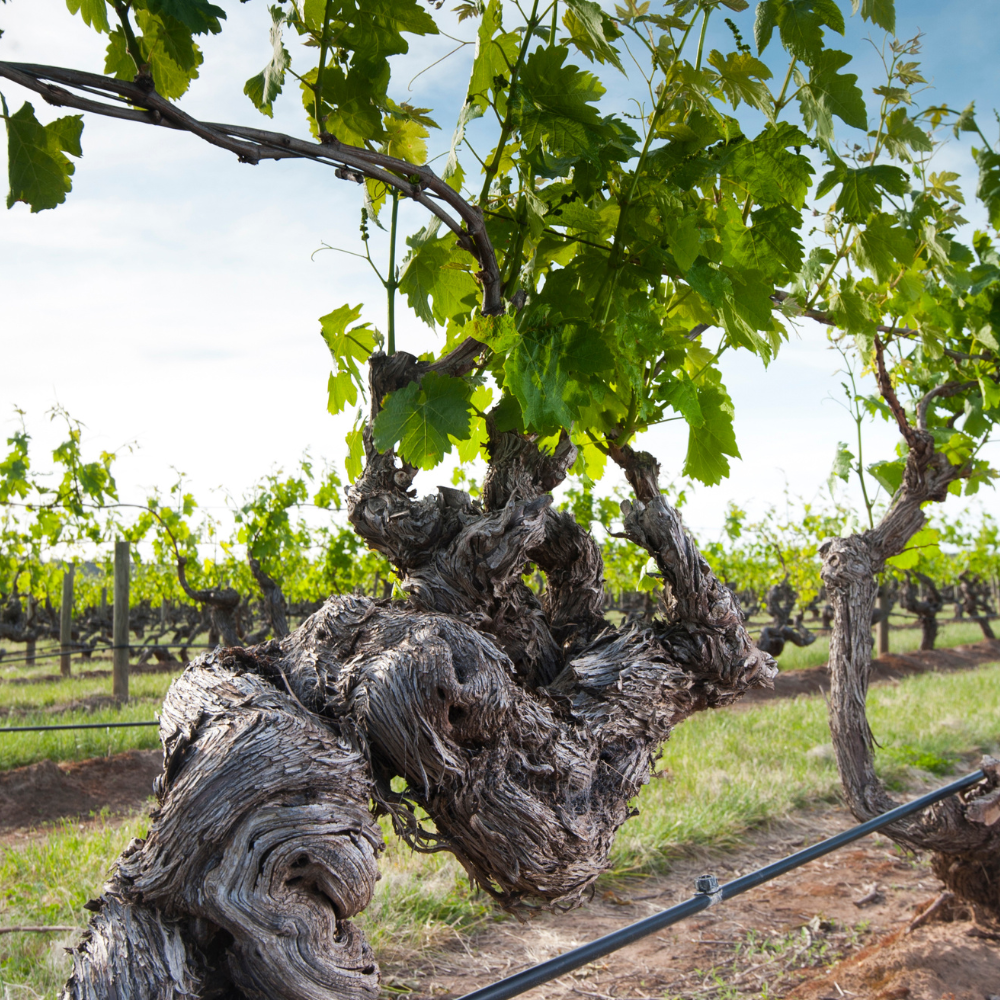 Feuillage vert luxuriant de la vigne Chasselas Doré.
