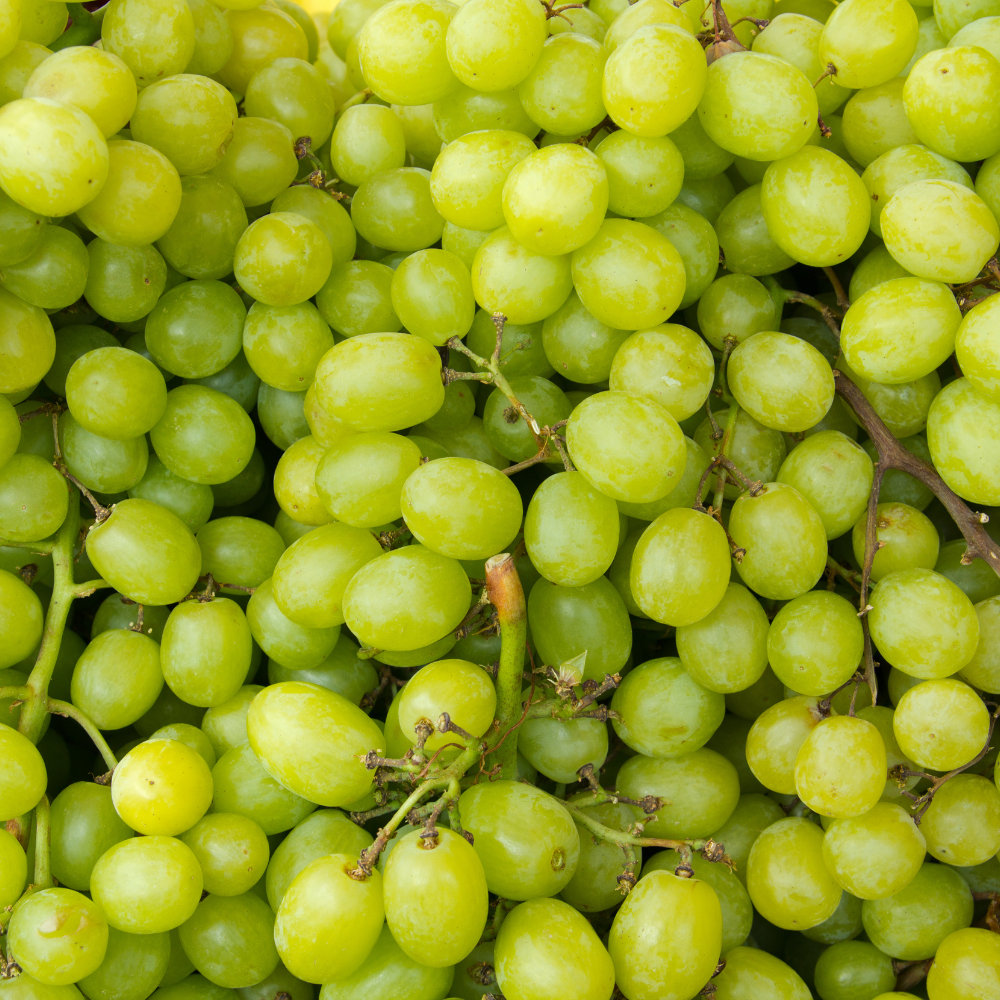 Récolte généreuse de raisins Perlette, idéaux pour des collations saines, des desserts ou des salades de fruits.

